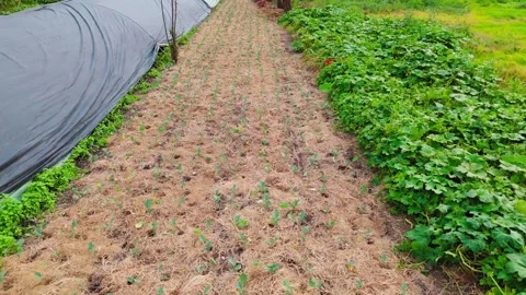 Young Broccoli Crops Growing Beside Greenhouses in Xochimilco 動画素材 345970404