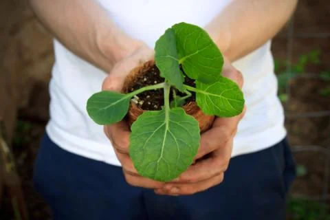 Young broccoli Stock Photos