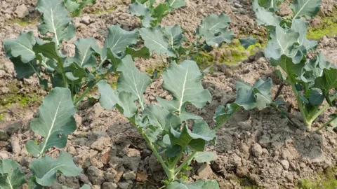 Young Broccoli Plants Growing Stock-Footage 332582670