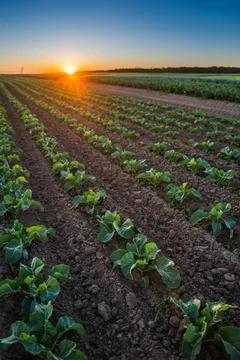 Young broccoli plants growing in soil rows under bright sunrise light Stock Photos