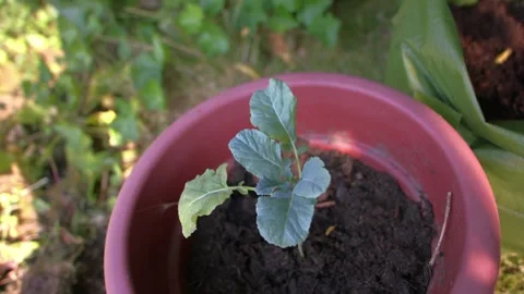 Young Broccoli vegetable plant in plant pot Video stock 344690123