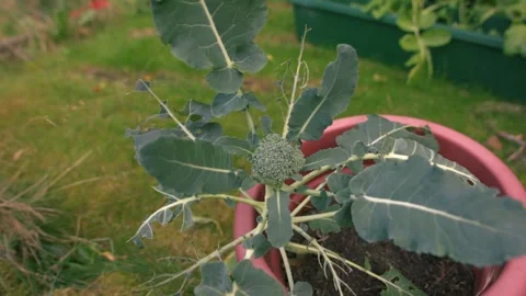Young Broccoli vegetable plant in plant pot Stock Footage 346111663