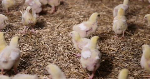 Young broiler chickens at a large poultry farm, young chicken chickens on Stock-Footage 321662985