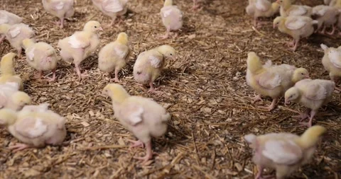 Young broiler chickens at a large poultry farm, young chicken chickens on Stock Footage 322031822