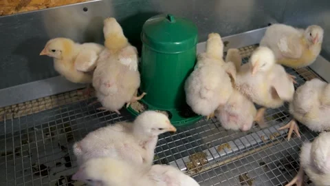 Young broiler chicks eating from feeder in poultry farm cage Stock-Footage 339619495