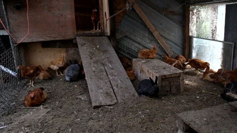 Young broilers and some rabbits live together in cage free environment Stock-Footage 296420811
