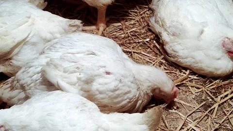 Young broilers. Poultry farm. Environment for breeding poultry Stock-Footage 160058597