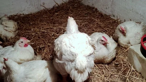 Young broilers. Poultry farm. Environment for breeding poultry Stock-Footage 160062498