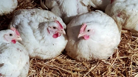 Young broilers. Poultry farm. Environment for breeding poultry Stock-Footage 160064088
