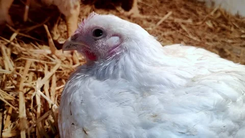 Young broilers. Poultry farm. Environment for breeding poultry Stock-Footage 160064424