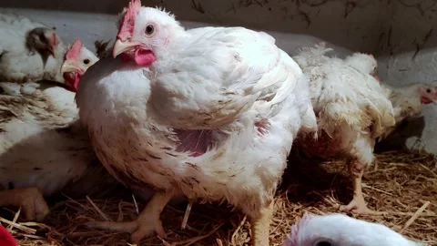 Young broilers. Poultry farm. Environment for breeding poultry Stock-Footage 160064928