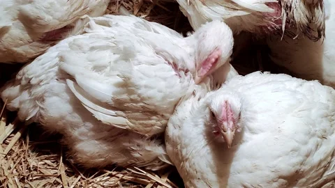 Young broilers. Poultry farm. Environment for breeding poultry Stock-Footage 160066958