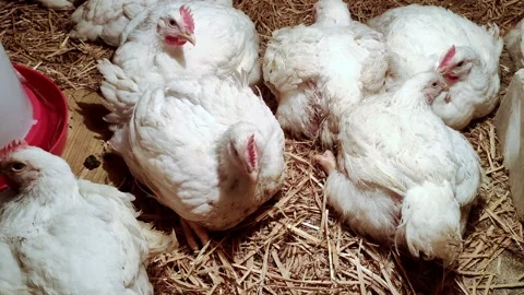 Young broilers. Poultry farm. Environment for breeding poultry Stock-Footage 160067688