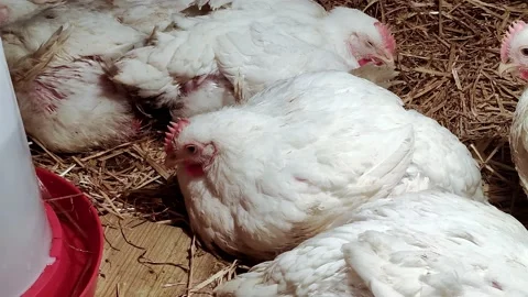 Young broilers. Poultry farm. Environment for breeding poultry Stock-Footage 160068654