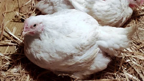 Young broilers. Poultry farm. Environment for breeding poultry Stock-Footage 160069543