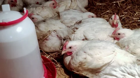 Young broilers. Poultry farm. Environment for breeding poultry Stock-Footage 160070091