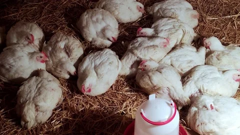 Young broilers. Poultry farm. Environment for breeding poultry Stock-Footage 160070523