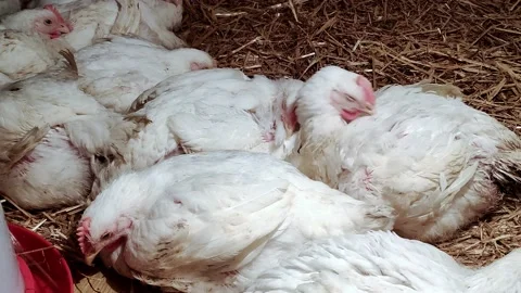 Young broilers. Poultry farm. Environment for breeding poultry Stock-Footage 160071337