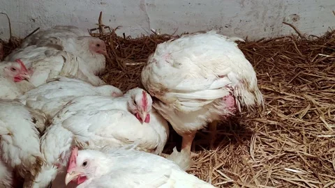Young broilers. Poultry farm. Environment for breeding poultry Stock-Footage 160071560