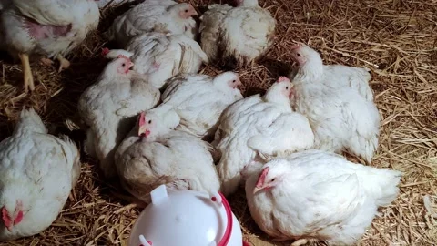 Young broilers. Poultry farm. Environment for breeding poultry Stock-Footage 160071687