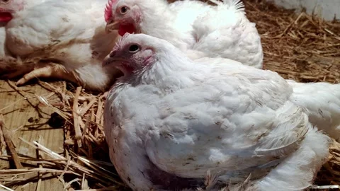 Young broilers. Poultry farm. Environment for breeding poultry Stock-Footage 160071773