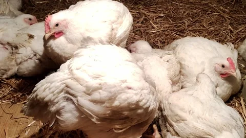 Young broilers. Poultry farm. Environment for breeding poultry Stock-Footage 160166505