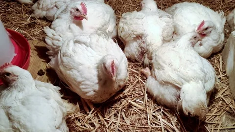Young broilers. Poultry farm. Environment for breeding poultry Stock Footage 161412076