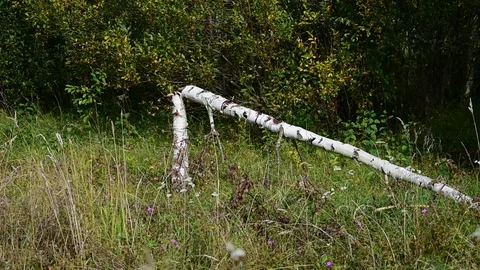 Young broken birch Stock Footage 116984481