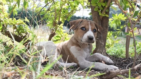A young brown and white colored puppy resting on grass 스톡 동영상 100868727