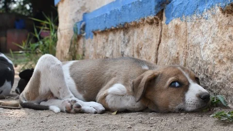 A young brown and white colored puppy resting on grass Stock Footage 100868736
