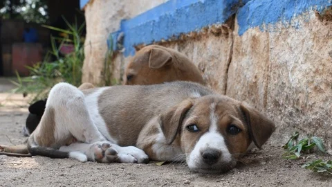A young brown and white colored puppy resting on grass Stock Footage 100868743
