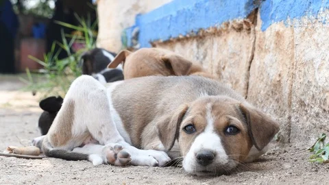 A young brown and white colored puppy resting on grass Stock Footage 100868749