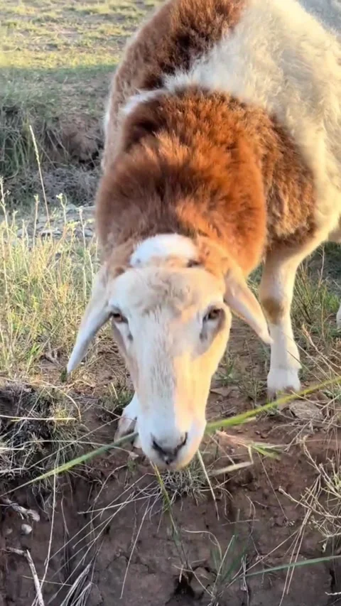 Young brown and white lamb grazing on a dry pasture Stock Footage 346637901
