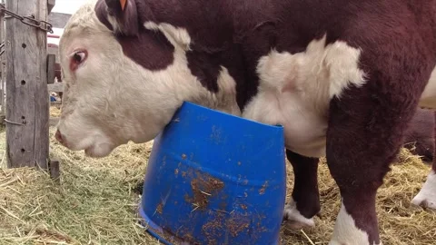 A young brown and white Polled Hereford bull feeding on hay in a corral dur.. Stock Footage 291393149
