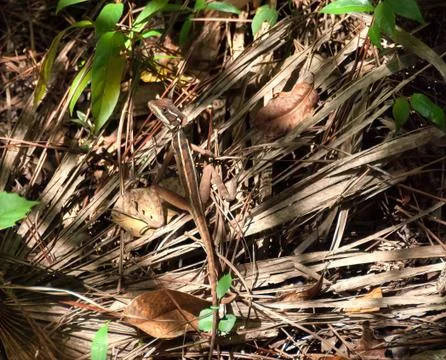 Young brown baselisk lizard Stock Photos
