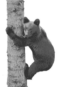 Young brown bear climbs a tree in the forest.. Stock Illustration