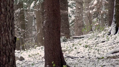 Young brown bear cub running in the snow Stock-Footage 97893835