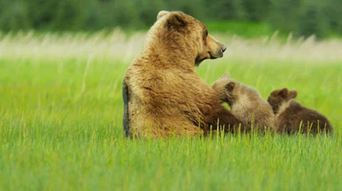 Young Brown Bear cubs feeding Wilderness grasslands, Alaska, USA Stock Footage