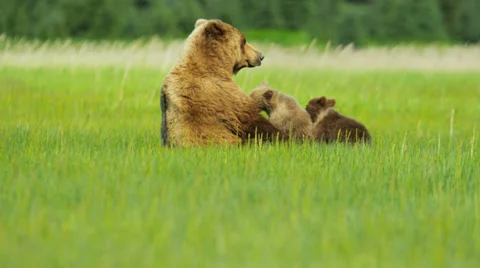 Young Brown Bear cubs feeding Wilderness grasslands, Alaska, USA Stock Footage 39885033