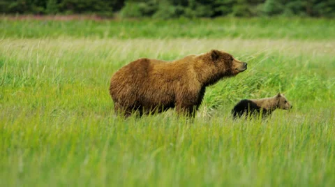 Young Brown Bear cubs inquisitive of their surroundings Stock Footage 39883785