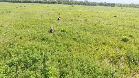 Young Brown Bear cubs inquisitive Stock-Footage 104086153