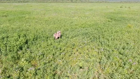 Young Brown Bear cubs inquisitive Stock Footage 104087421