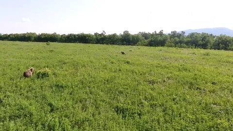 Young Brown Bear cubs inquisitive Stock Footage 104088258