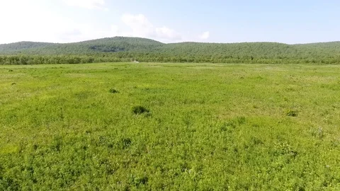Young Brown Bear cubs inquisitive Stock Footage 104089760
