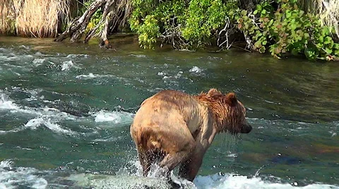 Young Brown Bear Dives Off Rock Into Rapids After Fish Stock Footage 51101474