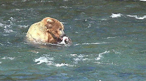 Young Brown Bear Eating a Salmon in a Salmon Stream - No Color Correction Stock Footage 51140782