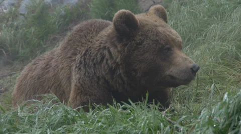 Young brown bear Stock Footage 35849346