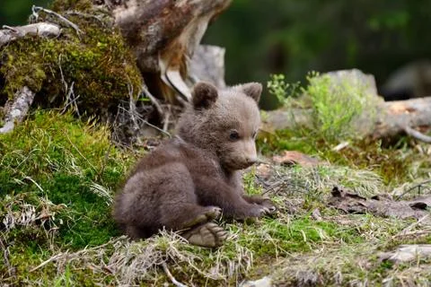 Young brown bear in the forest Stock Photos