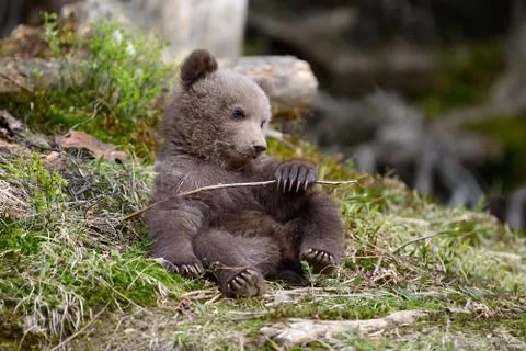 Young brown bear in the forest 写真素材