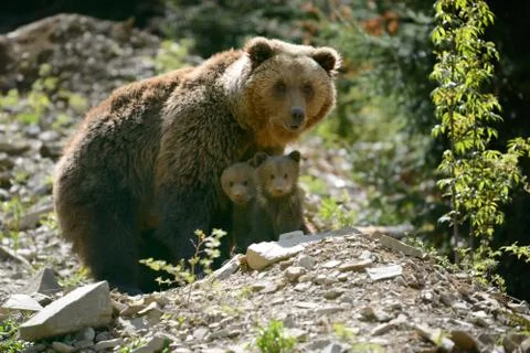 Young brown bear in the forest Stock Photos